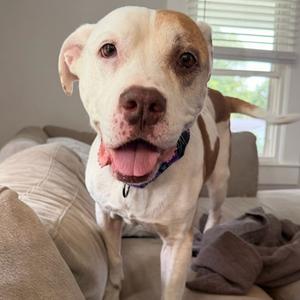 Zuzu, Mixed Breed (Large), adult, available for adoption