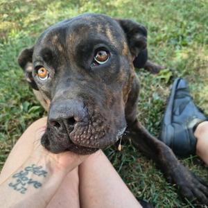 Babka, Mixed Breed (Large), adult, available for adoption