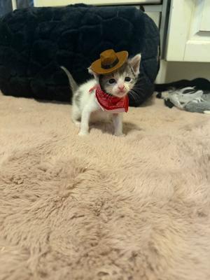 Freyr, available for adoption