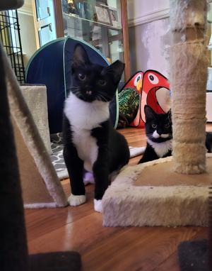 Amber (Aka Tiny Tina), kitten, available for adoption