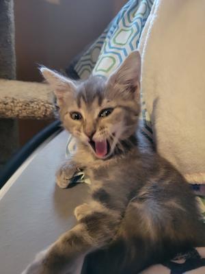 a gray tabby kitten yawning