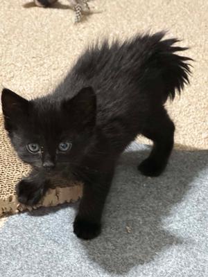 Darth, kitten, available for adoption