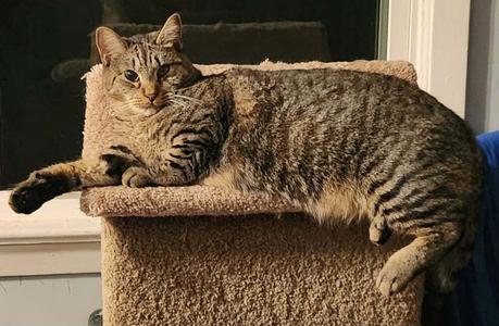 Ekko, adult, available for adoption