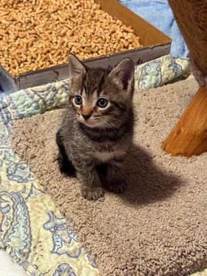 Brewski, available for adoption