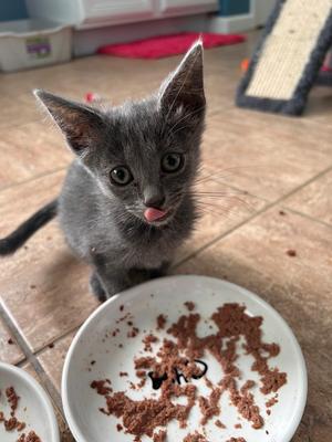 Elixir, kitten, available for adoption
