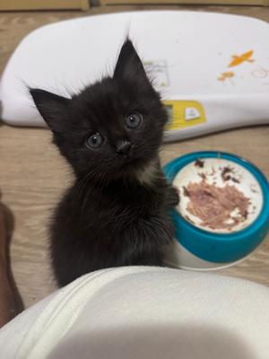 FIFA, kitten, available for adoption