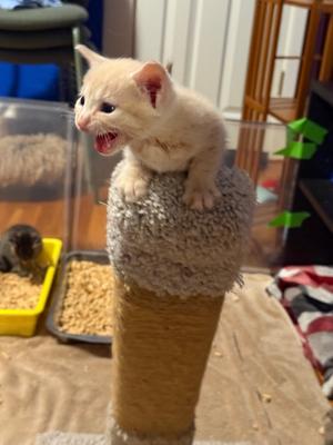 Bowlingball, available for adoption