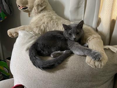 Daffodil  fka Ximena '22, adult, available for adoption