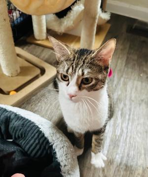 Fritzy 2023, adult, available for adoption
