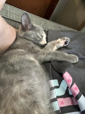 A gray cat sleeping on a person's lap, with its paw stretched out. The cat is lying on a patterned blanket with pink and white stars.