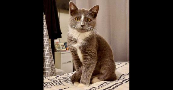 Delaney fka Jolly '22, adult, available for adoption