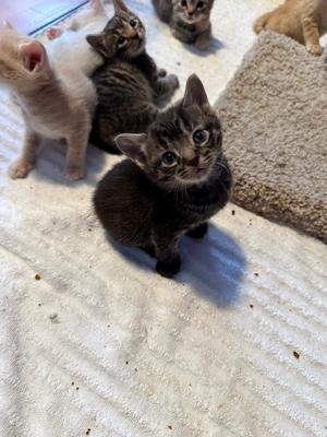 Burt, kitten, available for adoption