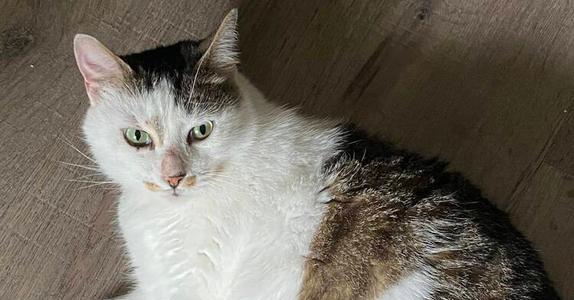 Biscuit (formerly Islo), senior, available for adoption