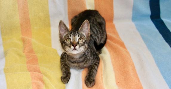 Garlan, kitten, available for adoption
