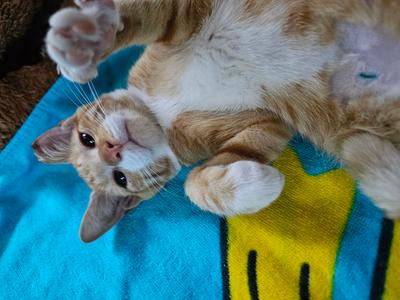 Chilli, kitten, available for adoption