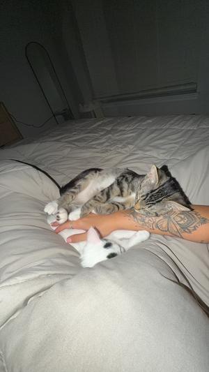 A tabby cat lying on a person's arm, which is resting on a bed. The person has a tattoo on their arm.