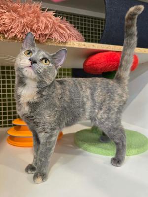 Butter, kitten, available for adoption