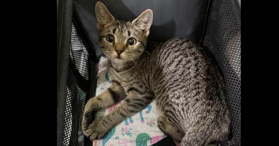 Crispin, kitten, available for adoption
