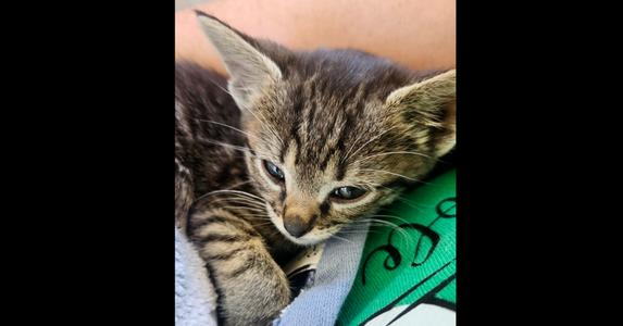 Crispin, kitten, available for adoption