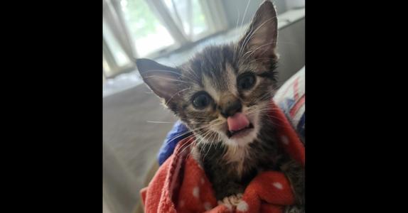 Crumpet, kitten, available for adoption