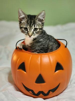 Furfrou, kitten, available for adoption