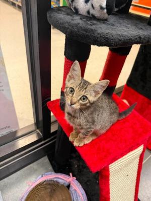 Beast fka Tyler, kitten, available for adoption