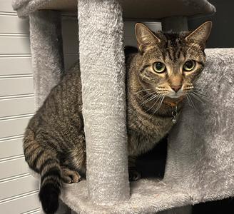 Blair (fka Jaded ), adult, available for adoption