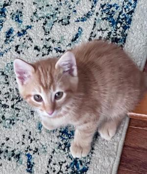 A small orange kitten with white paws and chest sitting on a patterned rug.