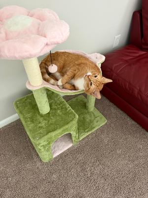 Carrot fka Fatman, adult, available for adoption
