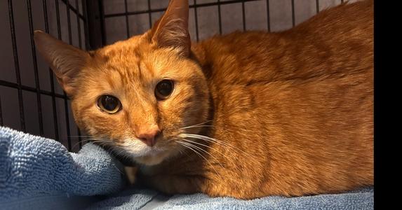 Carrot fka Fatman, adult, available for adoption