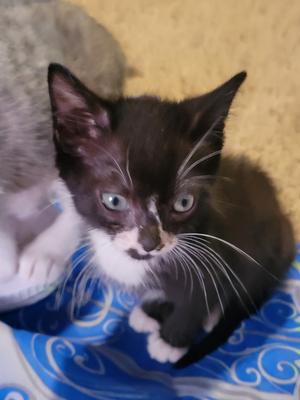 Frank '26, kitten, available for adoption