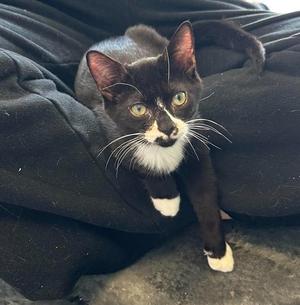 A black and white cat with green eyes sitting on a dark blanket.