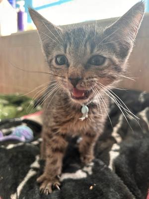 A small tabby kitten with wide eyes and a slightly open mouth, standing on a black and white patterned blanket.
