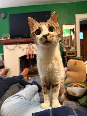 Alesana, senior, available for adoption