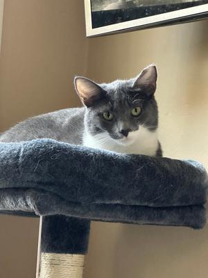 Boots '26, adult, available for adoption
