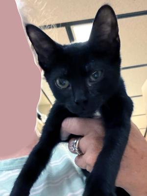 A black cat being held by a person