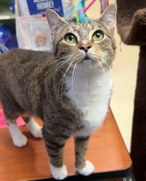 Glitter, adult, available for adoption