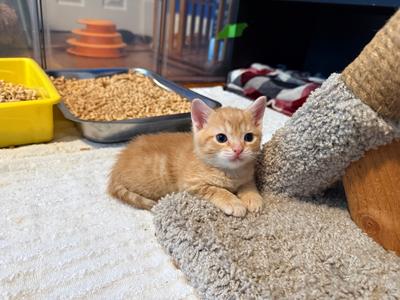 Bucket, available for adoption