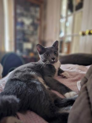 A gray cat with white paws lying on a pink blanket