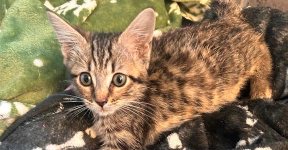 Energy, kitten, available for adoption