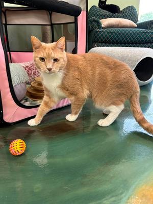 Alvin fka Foreman, adult, available for adoption
