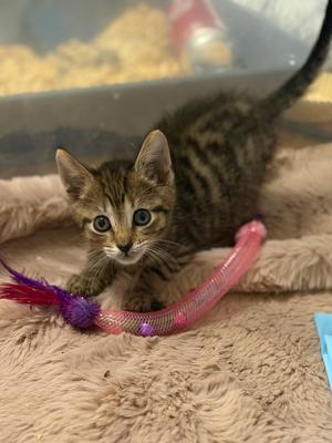 Furies, available for adoption