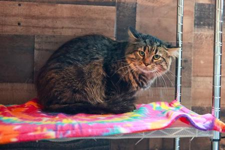 Toulouse, adult, available for adoption