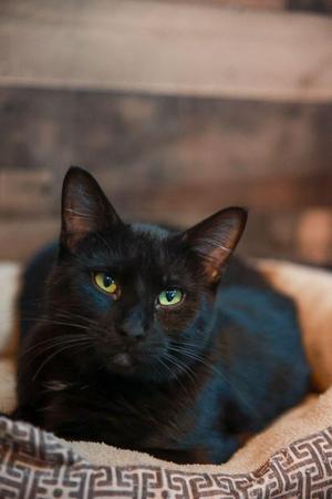 A black cat with green eyes sitting in a patterned cat bed