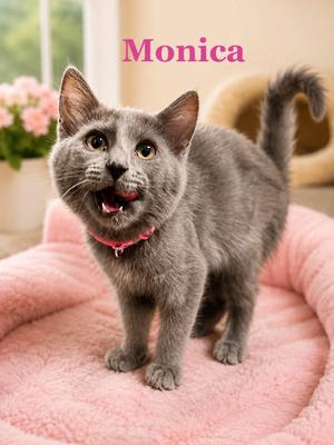 Monica, kitten, available for adoption