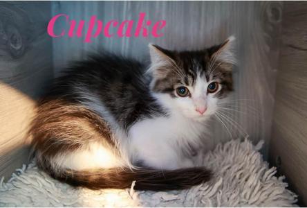 Cupcake, young, available for adoption