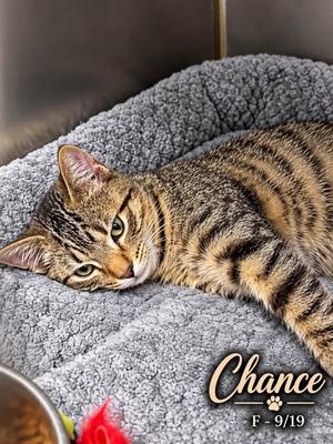 Chance, young, available for adoption
