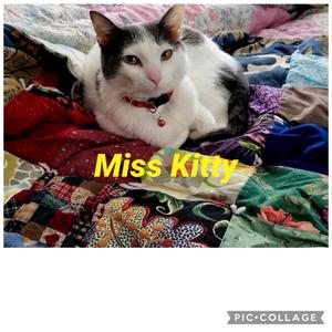 Miss kitty, adult, available for adoption