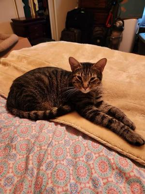 Snoopy, young, available for adoption