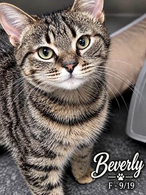 Beverly, young, available for adoption